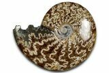 Polished Ammonite (Cleoniceras) Fossil - Madagascar #358448-1